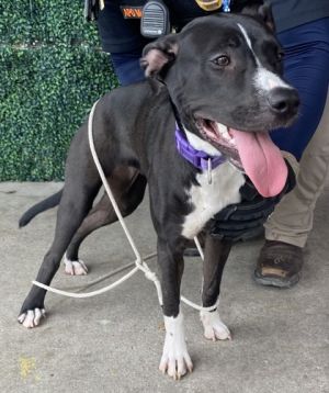 58925986, Adult Female unknown