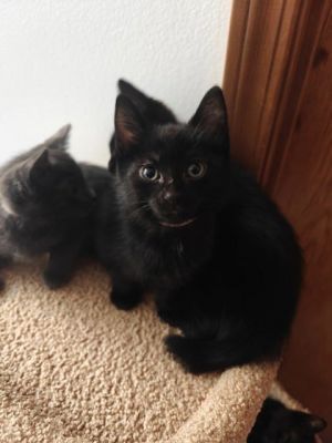 Juneberry Domestic Short Hair Cat