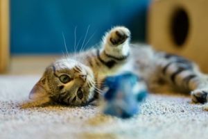 Hazelnut Domestic Short Hair Cat