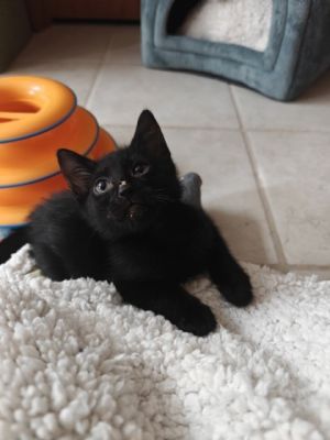 Coconut Berry Domestic Short Hair Cat