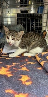 58832702, Baby Female unknown