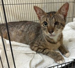 58907917, Young Female unknown
