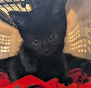 Darius (mcas), Baby Male unknown