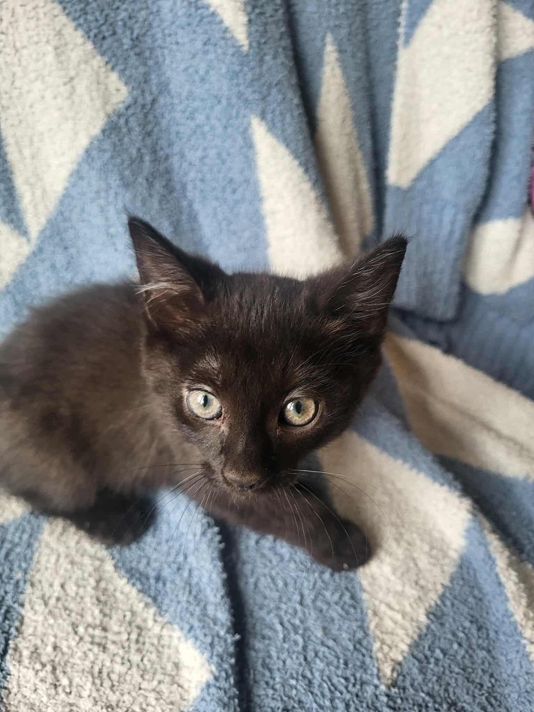 Lord Garmadon, an adoptable Domestic Short Hair in Cloquet, MN, 55720 | Photo Image 1