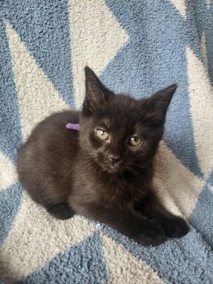 Cosmog, Baby Female unknown