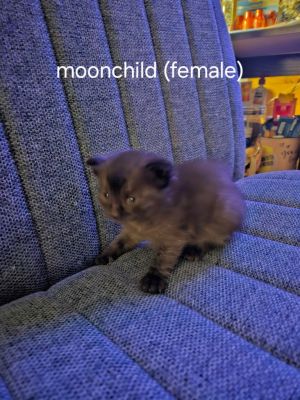 Moonchild, Baby Female unknown
