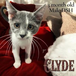 Clyde, Baby Male unknown