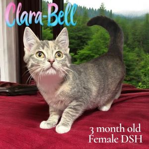 Clara-Bell, Baby Female unknown