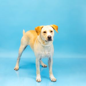Pen 105 Snickerdoodle Hw+ Labrador Retriever Dog