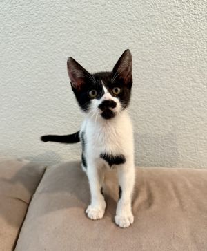 Princess Buttercup, Baby Female unknown