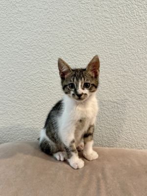 Inigo Montoya, Baby Male unknown