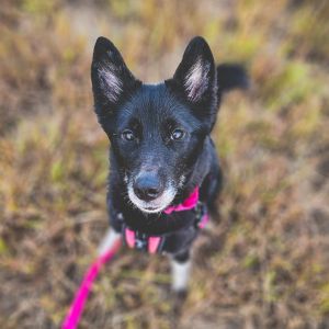 Audrey Bones Siberian Husky Dog
