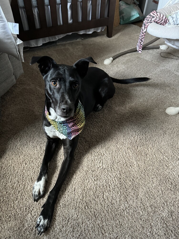 Pepper - Courtesy Posting