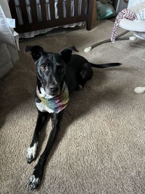 Pepper - Courtesy Posting, Senior Female unknown