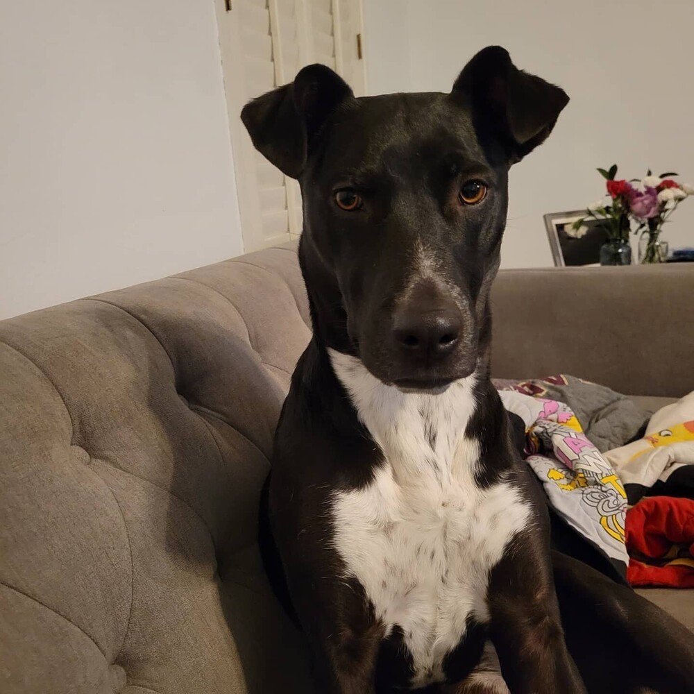 Pepper - Courtesy Posting