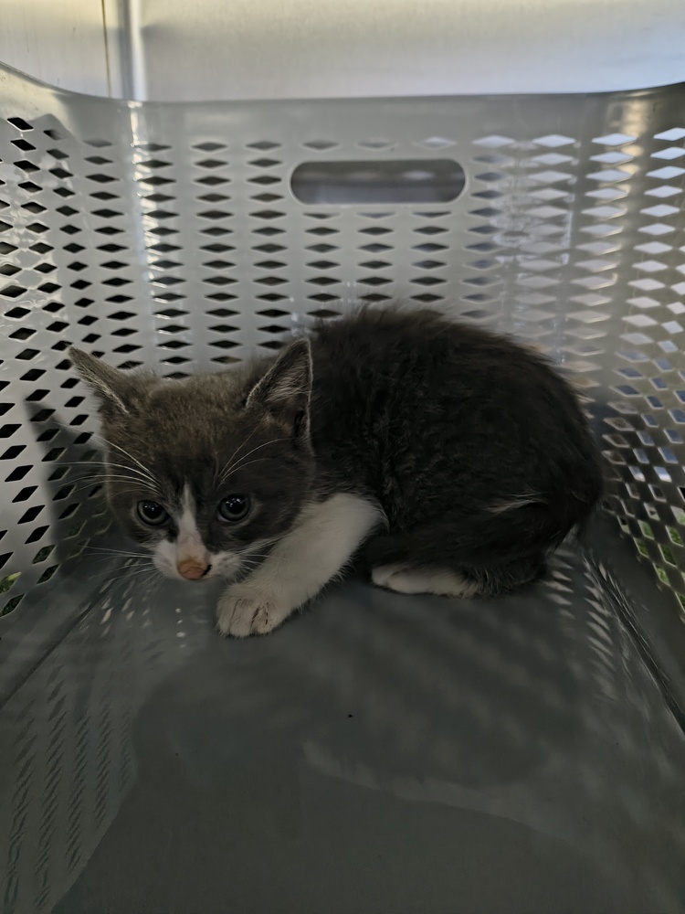 Dormer, an adoptable Domestic Short Hair in Moses Lake, WA, 98837 | Photo Image 1