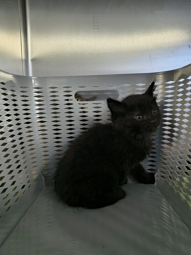 Fascia, an adoptable Domestic Long Hair, Domestic Short Hair in Moses Lake, WA, 98837 | Photo Image 1