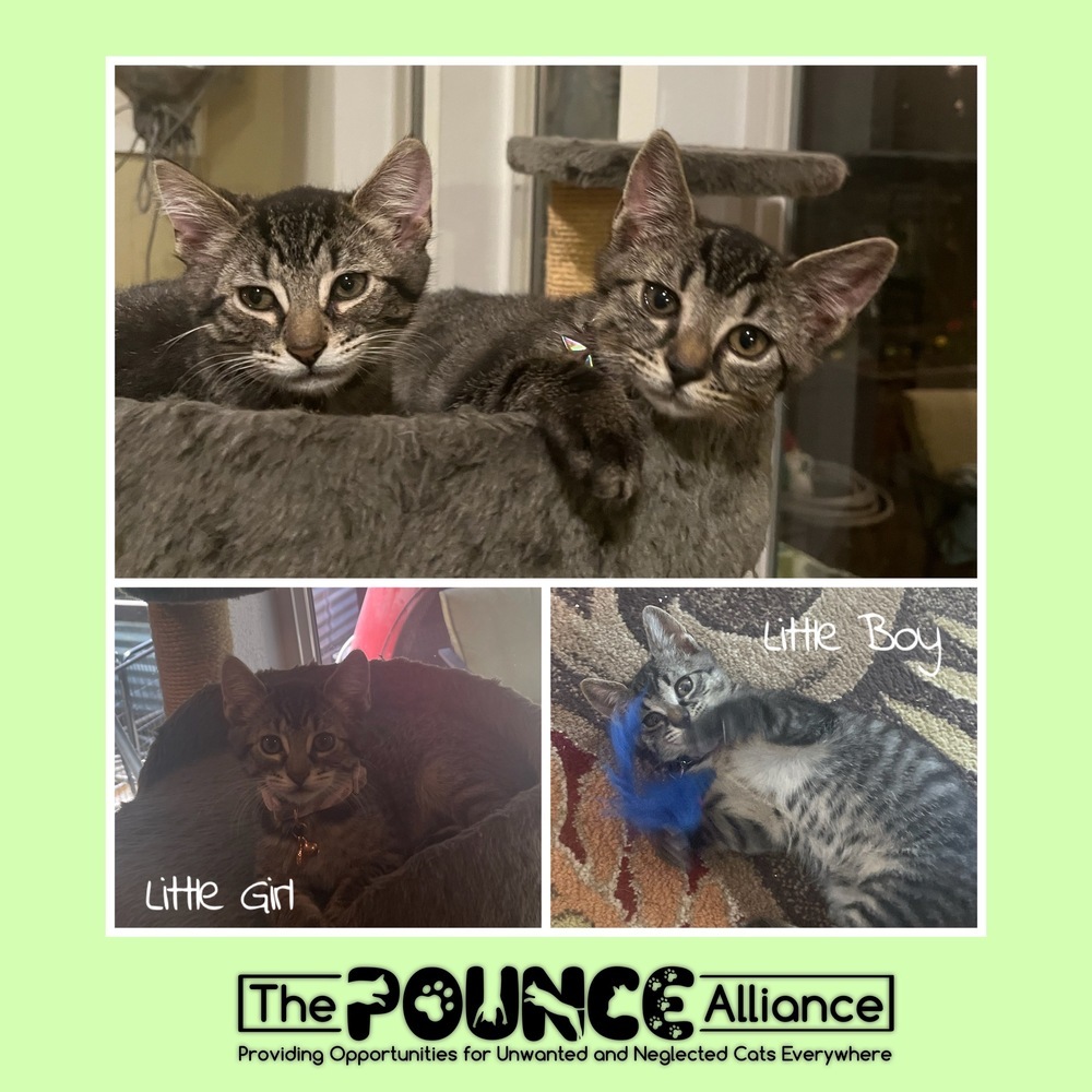 Little Boy, an adoptable Domestic Short Hair in Liberty Lake, WA, 99019 | Photo Image 1