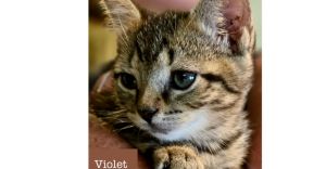 Violet, Baby Female unknown
