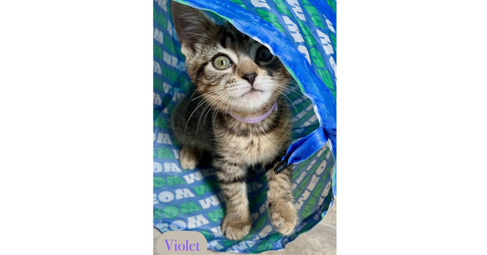 Violet