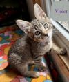 Violet photo 3
