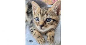 Lilly, Baby Female unknown