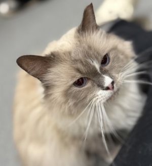 Pompom, Adult Male unknown