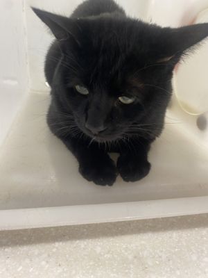 Oliver, Adult Male unknown