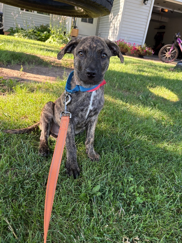 Bellatrix