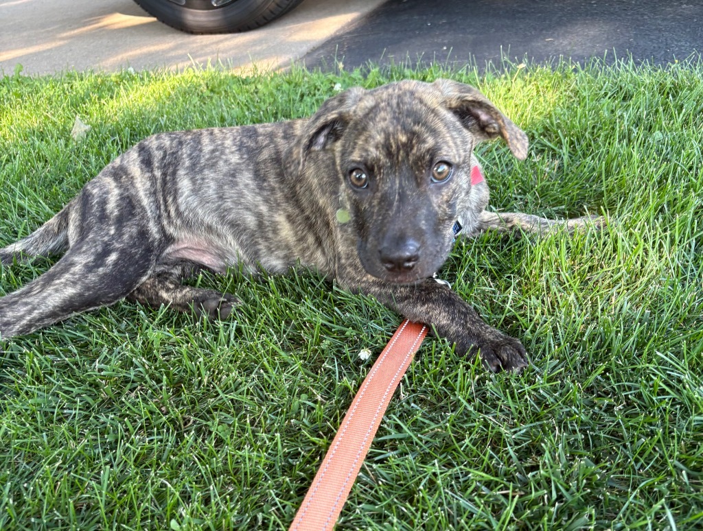 Bellatrix