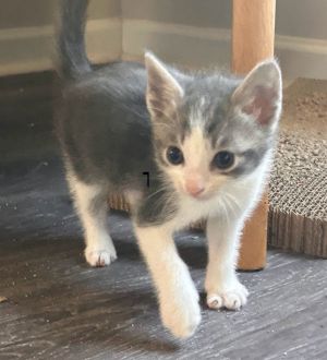Ibsen Domestic Short Hair Cat