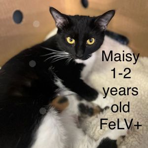 Maisie, Adult Female unknown
