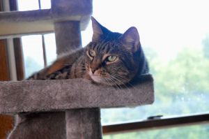 Joey &amp; Winry - BONDED, Adult Female unknown