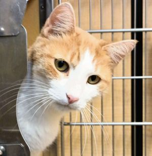 Marmalade, Adult Male unknown