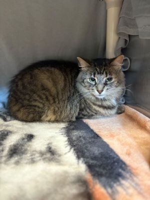 Roxanne, Adult Female unknown
