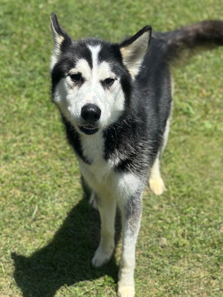 Finn