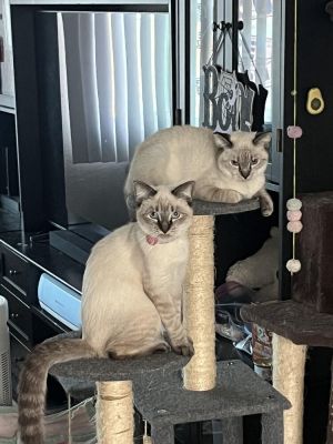 Coco Siamese Cat