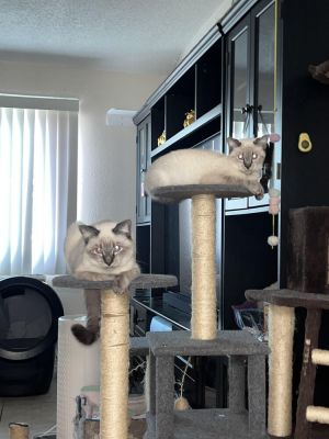Estimated DOB 04202023 Coco  Chanel are sisters They are bonded and must b