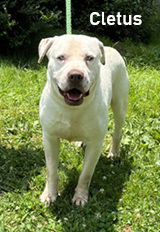 Cletus, Adult Male unknown
