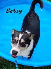 Betsy, Adult Female unknown