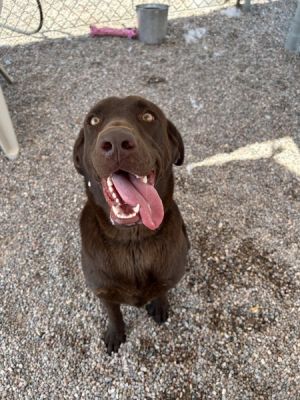Mocha, Adult Female unknown