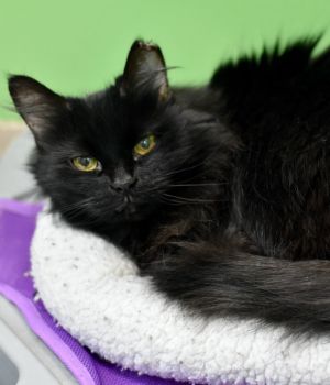 Violet Domestic Long Hair Cat