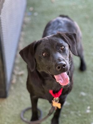 Chocolate Chip, Adult Female unknown