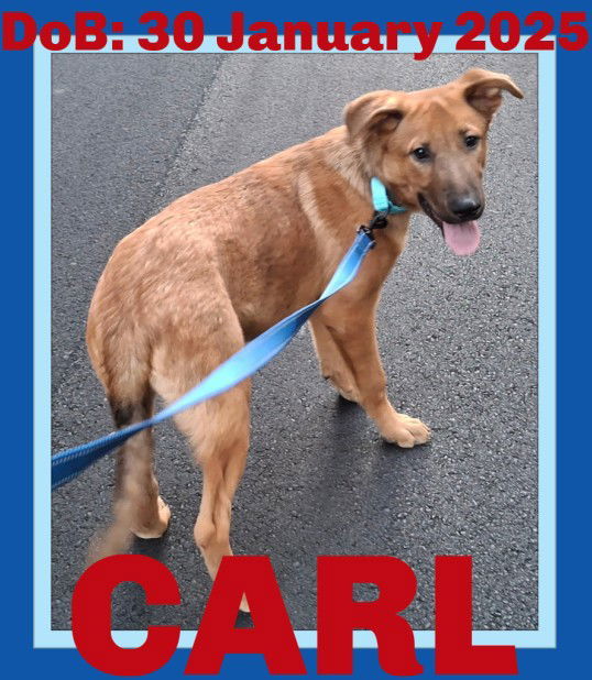 CARL, an adoptable German Shepherd Dog in Sebec, ME, 04481 | Photo Image 1