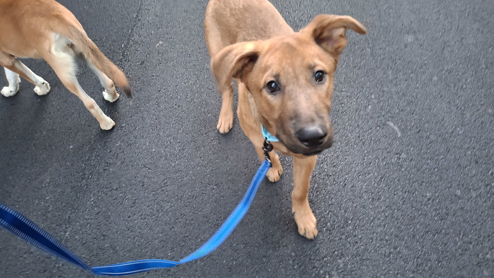 CARL, an adoptable German Shepherd Dog in Sebec, ME, 04481 | Photo Image 2