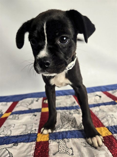 BEATRIX, an adoptable Pug, Terrier in Sebec, ME, 04481 | Photo Image 2