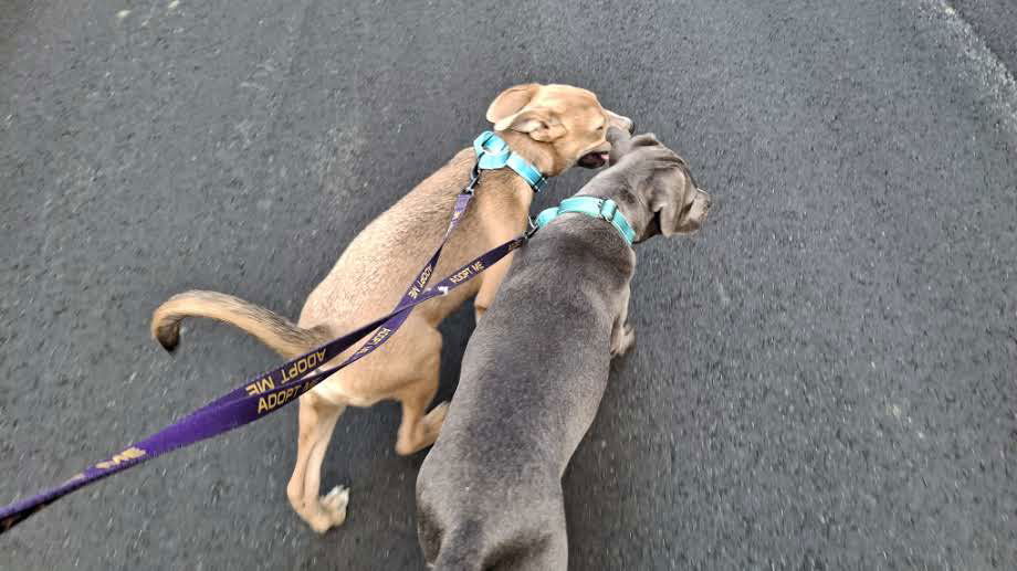 BLAKE, an adoptable Pit Bull Terrier, Labrador Retriever in Sebec, ME, 04481 | Photo Image 2