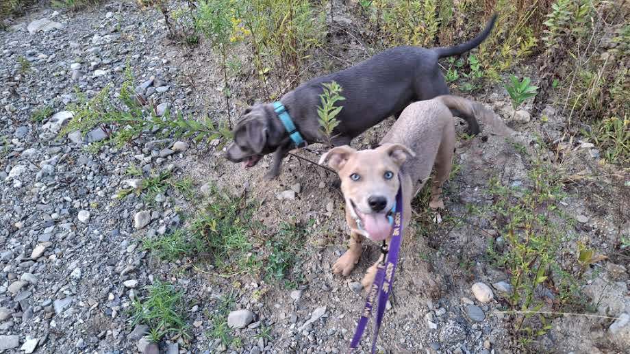BLAKE, an adoptable Pit Bull Terrier, Labrador Retriever in Sebec, ME, 04481 | Photo Image 3