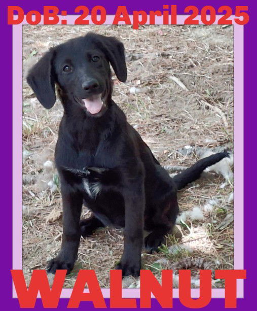 WALNUT, an adoptable Shepherd, Terrier in Sebec, ME, 04481 | Photo Image 1