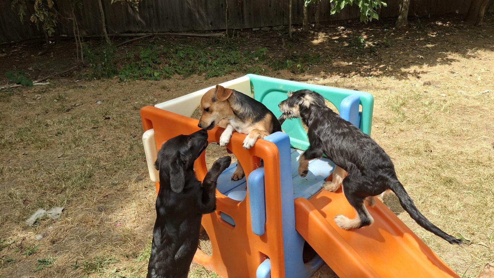 WALNUT, an adoptable Shepherd, Terrier in Sebec, ME, 04481 | Photo Image 2